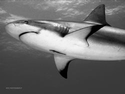 Reef Shark during a feed. Bahamas. Nikon CP5000, Aquatica... by Ken Dean 